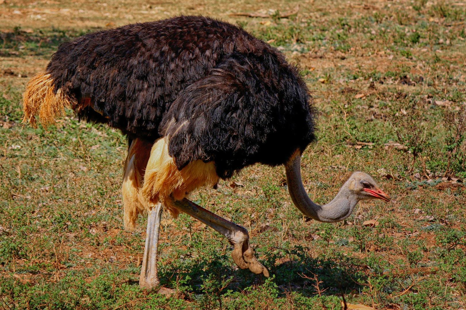 South Luangwa Wildlife